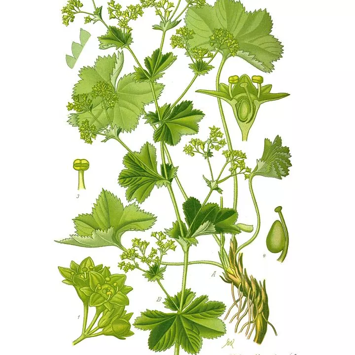 Alchemilla comuni (volgari) parti aeree herboristerie Alchemilla vulgaris L.