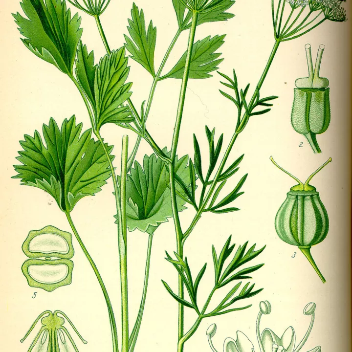 Anice Semi di Pimpinella anisum L. Fruit herboristerie