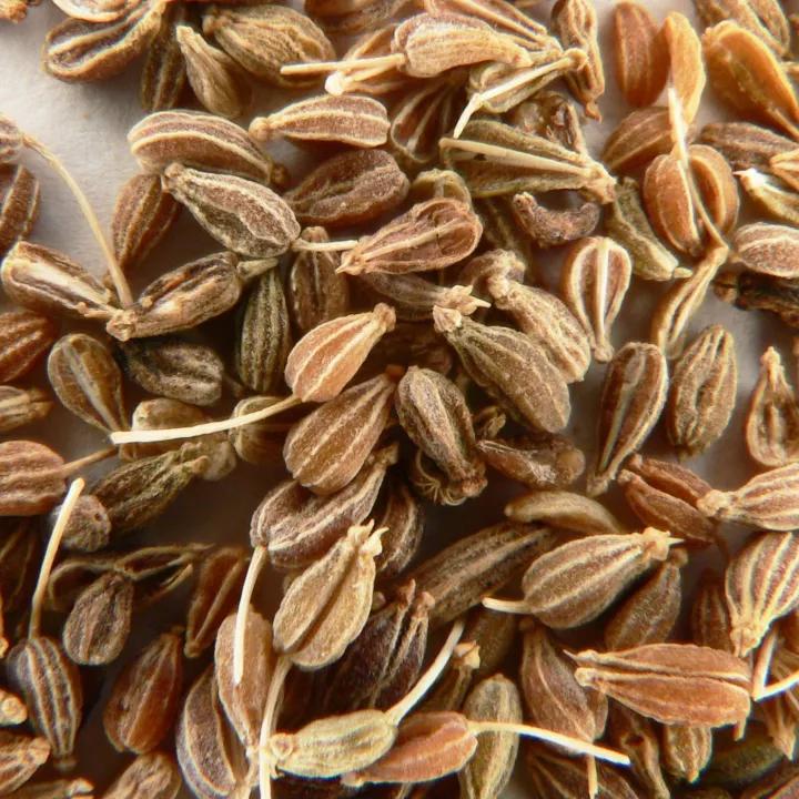 Semente de anis verde Fruto Herbalismo Pimpinella anisum L.