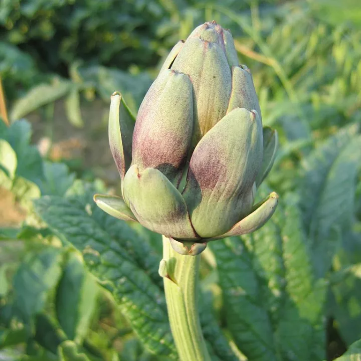 Artischocke Blatt Kräuterkunde Cynara scolymus