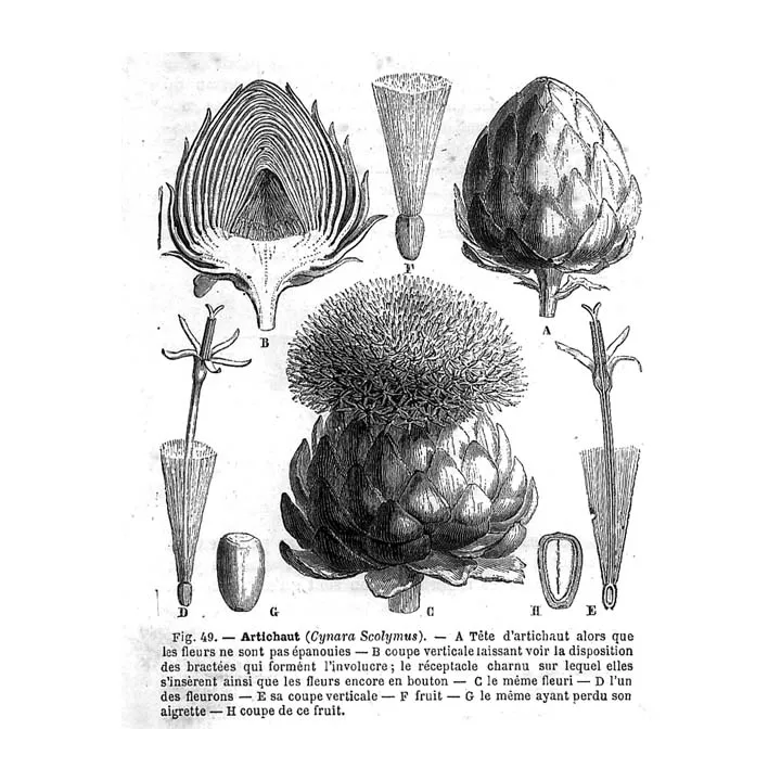 Artichaut Feuille HERBORISTERIE Cynara scolymus