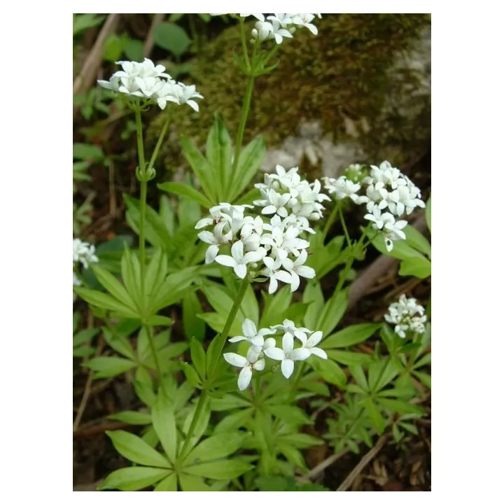 Woodruff Cleavers Galium odoratum herboristerie pianta profumata (L.) Scop.