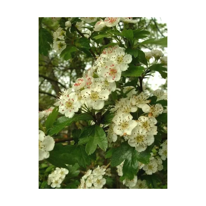 Flowering top hawthorn Crataegus HERBORISTERIE oxyacanta