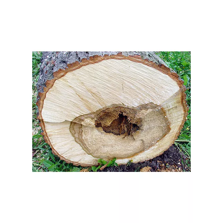 Spinthout van witte linde Kruidenkunde tilia cordata