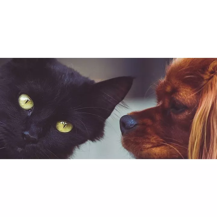 Pousse-comprimés Pour Chats Et Petits Chiens – Pointe En Silicone Souple, Design Anti-fuite, Environ 15 Cm, Pour Médicaments Ou Pâte