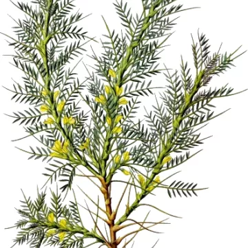 EPS Astragale Pileje