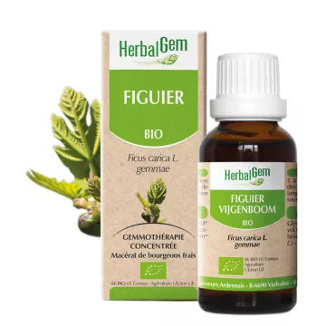 Vamos passar figuier MACERADO GLICERINA HERBALGEM BIO 30ML