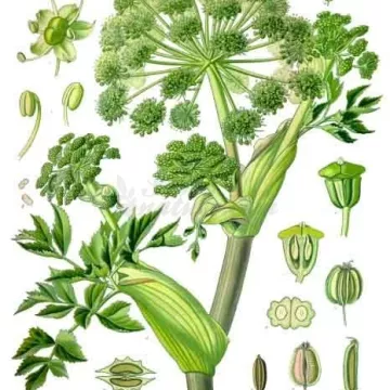 ANGELIQUE WHOLE FRUIT IPHYM Herbalism Angelica archangelica