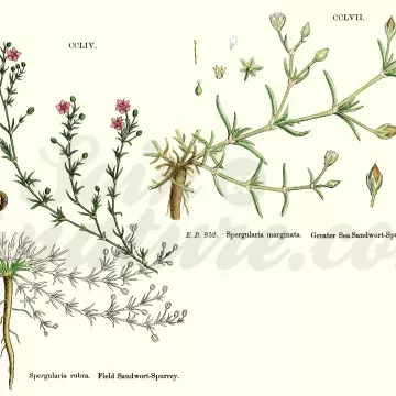 Arenaria rubra (Sandkraut) Schnittblume Iphym Kräutergarten