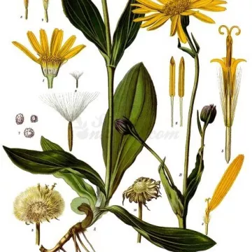 ARNICA FLEUR ENTIERE  IPHYM Herboristerie Arnica montana L.