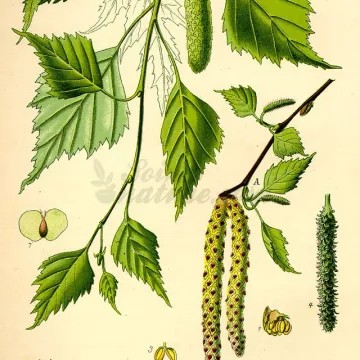 Berken blad CUT IPHYM Betula alba L. Herbalism