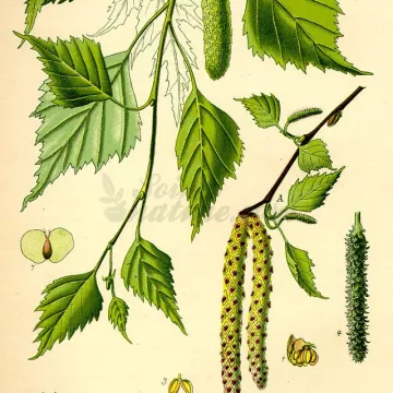 BOULEAU FEUILLE COUPEE IPHYM Herboristerie Betula alba L.