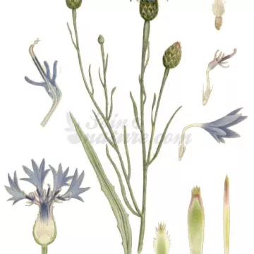 MIRTILLO PETALI COMPLETA IPHYM Erboristeria Centaurea cyanus L.