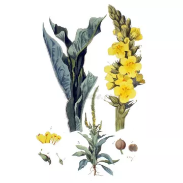 Verbasco Fiore intero IPHYM Verbascum thapsus Herbalism