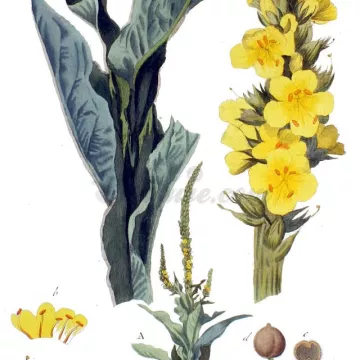 Verbasco Fiore intero IPHYM Verbascum thapsus Herbalism