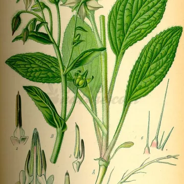 BOURRACHE SOMMITE COUPEE IPHYM Herboristerie Borago officinalis L.