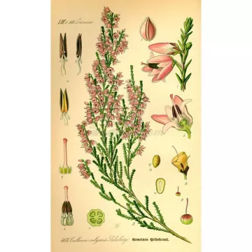 Heather (Calluna) Fiore IPHYM Herbalism Calluna vulgaris