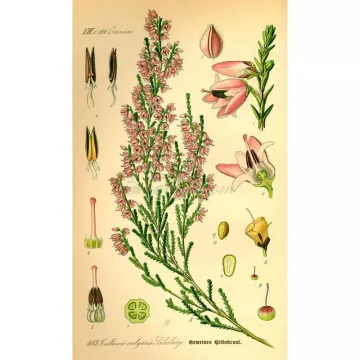 BRUYERE FLEUR MONDEE IPHYM Herboristerie Calluna vulgaris