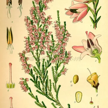 Heather (Calluna) Fiore IPHYM Herbalism Calluna vulgaris