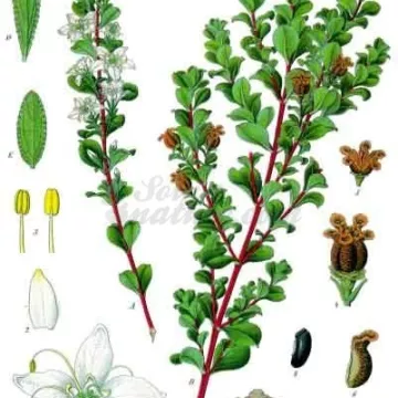 Foglia buchu intero betulina IPHYM Herbalism Barosma