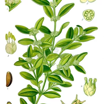 LEAF BOXWOOD Buxus sempervirens PIENO IPHYM Herbalism