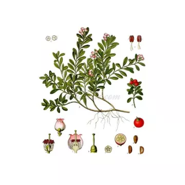 Bearberry Gezinsblad IPHYM Herbalism Berendruif L.