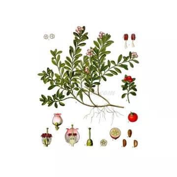 Folha de uva-ursina IPHYM Herbalism Arctostaphylos uva-ursi L.