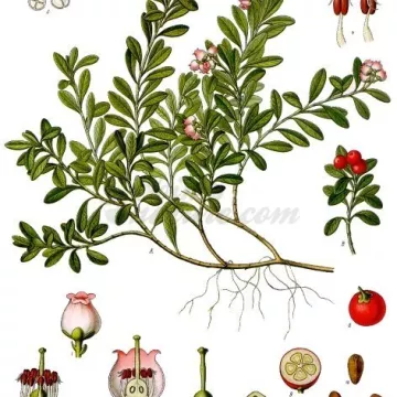 Uva ursina Leaf IPHYM Herbalism Arctostaphylos uva-ursi L.