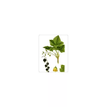 Zwarte bessen Leaf IPHYM Herbalism Ribes nigrum