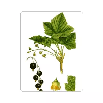 Groselha Folha IPHYM Herbalism Ribes nigrum