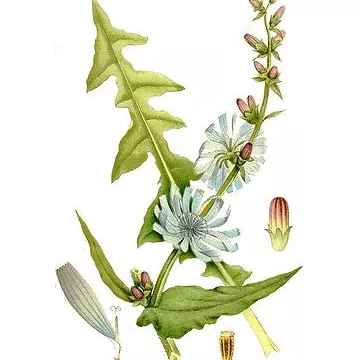 Chicorée Feuille Coupée Iphym Cichorium intybus