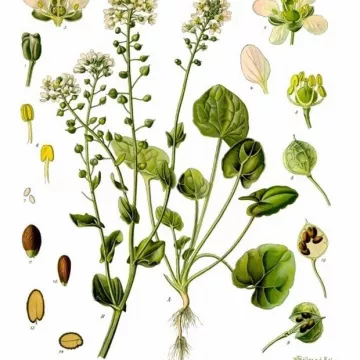 Cochlearia Cut Sheet IPHYM Herbalism Cochlearia officinalis
