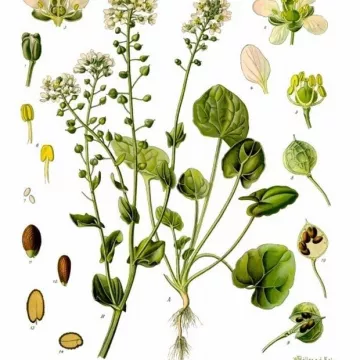 Cochlearia Einzelblatt IPHYM Kräuterkunde Cochlearia officinalis