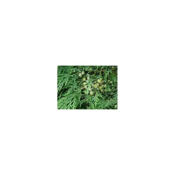 CYPRESS WALNUT ESMAGADO IPHYM Herbalism Cupressus sempervirens