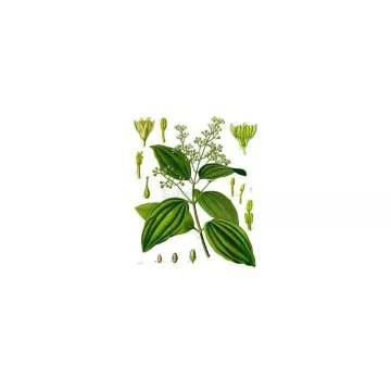 CANNELLE CEYLAN TUYAU IPHYM Herboristerie Cinnamomum zeylanicum