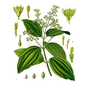 CANA DE CANELA Iphym Herbalism Cinnamomum burmannii