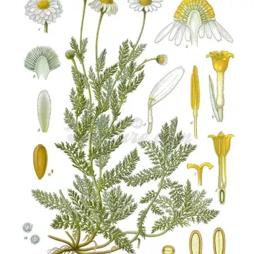 Römische Kamille Ganze Blütenköpfe Iphym Kräutermedizin Anthemis nobilis