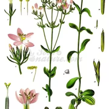 Centaury Planta cortada Iphym Herboristerie Centaurium erythraea