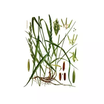 Quackgrass pequeno rizoma cortar IPHYM Herbalism Agropyron repens