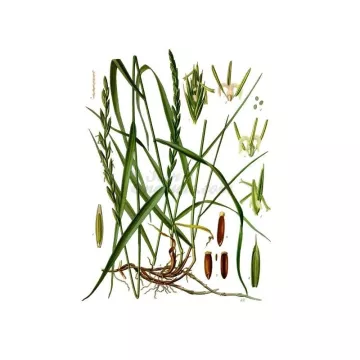 Quackgrass Pequeño rizoma cortado repens IPHYM Herboristería Agropyron