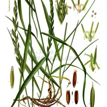 Capim-rabo-de-burro Rizoma cortado pequeno Iphym Herboristerie Agropyron repens