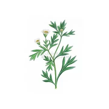 Chrysanthellum Plante tagliato IPHYM Herbalism Chrysanthellum americanum
