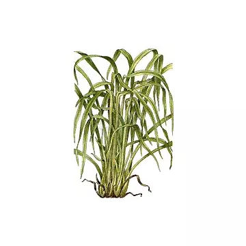 LEMON Cut Sheet IPHYM Herbalism Cymbopogon flexuosus