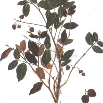 COMBRETUM kinkeliba Feuille coupée IPHYM Herboristerie Combretum micranthum