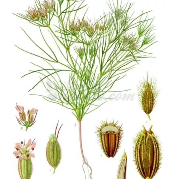 Cumino frutto Iphym Erboristeria Cuminum cyminum