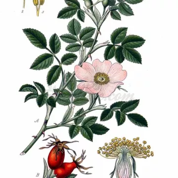 CYNORRHODON (Eglantier) BAIE IPHYM Herboristerie Rosa canina L.