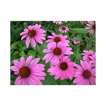 Echinacea Purpurea Geschnittene Wurzel Iphym Kräutermedizin Echinacea purpurea
