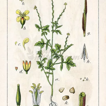 Wallflower Erysimum IPHYM Herbalism Sisymbrium officinale