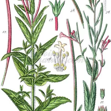 Weidenröschen Pflanze mit kleinen Blumen geschnitten IPHYM Herb Epilobium parviflorum