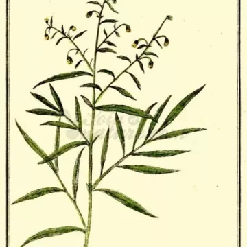 Estragon Cut Hoja IPHYM hierba Artemisia dracunculus L.